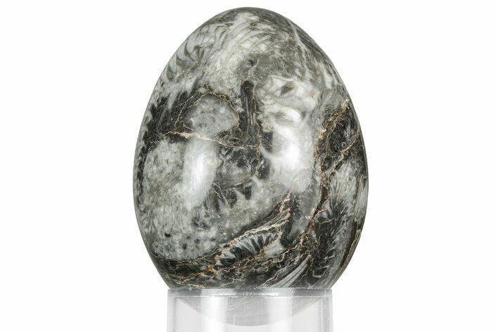 Polished Fossil Horn Coral Egg - Idaho #356390